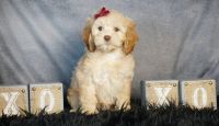 Cockapoo Puppies for sale in Beverly Hills, California. price: $850