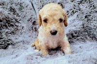 Cockapoo Puppies for sale in Plainfield, Illinois. price: $1,000