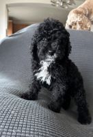 Cockapoo Puppies for sale in Meridian, Idaho. price: $800