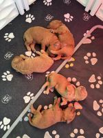Cockapoo Puppies for sale in Sebastian, Florida. price: $2,400