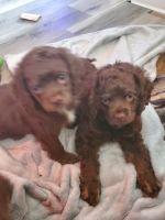 Cockapoo Puppies for sale in Seattle, WA, USA. price: $300