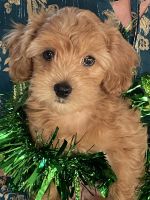 Cockapoo Puppies for sale in Summerville, South Carolina. price: $2,000