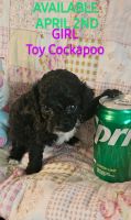 Cockapoo Puppies for sale in San Antonio, TX 78263, USA. price: $750
