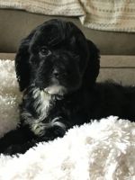 Cockapoo Puppies for sale in Burleson, TX, USA. price: NA