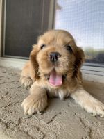 Cockapoo Puppies for sale in Chandler, AZ, USA. price: NA