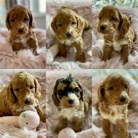 Cockapoo Puppies for sale in North Hollywood, Los Angeles, CA, USA. price: NA