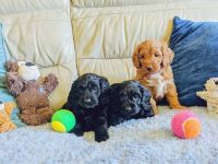 Cockapoo Puppies for sale in North Hollywood, Los Angeles, CA, USA. price: NA