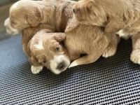 Cockapoo Puppies for sale in Jacksonville, FL 32224, USA. price: NA