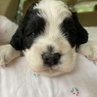 Cockapoo Puppies for sale in Malakoff, TX, USA. price: NA