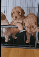 Cockapoo Puppies for sale in Las Vegas, NV, USA. price: NA