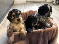 Cockapoo Puppies for sale in Las Vegas, NV, USA. price: NA