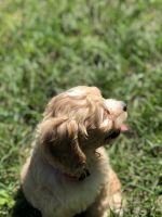 Cockapoo Puppies for sale in Tampa, FL 33624, USA. price: NA