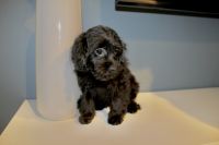 Cockapoo Puppies for sale in Moorestown, NJ 08057, USA. price: NA