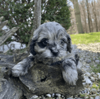 Cockapoo Puppies for sale in Indianapolis, IN, USA. price: NA