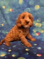 Cockapoo Puppies for sale in Palm Shores, FL 32940, USA. price: NA