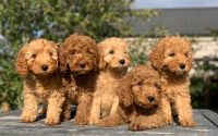 Cockapoo Puppies for sale in Birmingham, AL, USA. price: NA