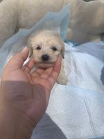 Cockapoo Puppies for sale in Florence, SC, USA. price: NA