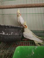 Cockatiel Birds for sale in Khammam, Telangana, India. price: 4500 INR