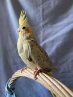 Cockatiel Birds for sale in Irving, TX, USA. price: NA