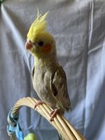 Cockatiel Birds for sale in Irving, TX, USA. price: NA