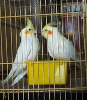 Cockatiel Birds for sale in Medavakkam Tank Rd, Sanyasipuram, Kilpauk, Chennai, Tamil Nadu, India. price: NA
