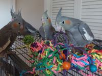 Cockatiel Birds for sale in Holiday, FL, USA. price: NA