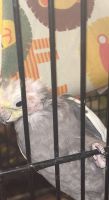 Cockatiel Birds for sale in Woodburn, OR 97071, USA. price: NA