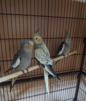 Cockatiel Birds for sale in Louisville, KY, USA. price: NA