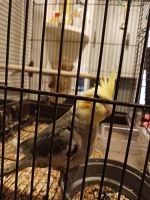 Cockatiel Birds for sale in Smiths Grove, KY 42171, USA. price: NA