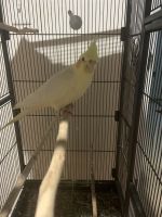 Cockatiel Birds for sale in Hollinger Ave, Chantilly, VA 22033, USA. price: $260