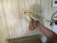 Cockatiel Birds for sale in Murrieta, CA, USA. price: $200