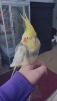 Cockatiel Birds for sale in St Peters, MO, USA. price: $150