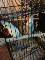 Cockatiel Birds for sale in Louisville, KY, USA. price: $600