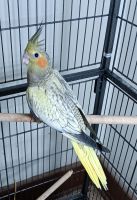 Cockatiel Birds for sale in Louisville, KY, USA. price: $95