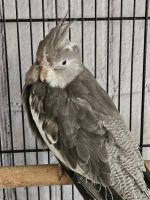 Cockatiel Birds for sale in Kittitas, WA, USA. price: $250