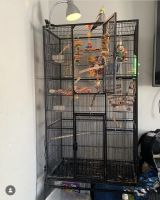 Cockatiel Birds for sale in Bradenton, FL, USA. price: $600