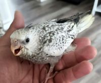 Cockatiel Birds for sale in Monroe, OH, USA. price: $200
