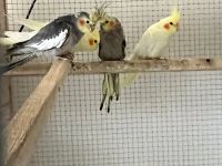 Cockatiel Birds for sale in Bloomington, Illinois. price: $200