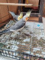 Cockatoo Birds for sale in New Tippasandra, Bengaluru, Karnataka, India. price: 5000 INR