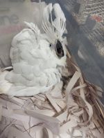 Cockatoo Birds for sale in Fort Lauderdale, FL, USA. price: NA