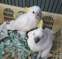 Cockatoo Birds for sale in Provo, UT, USA. price: NA