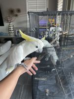 Cockatoo Birds for sale in Gilbert, AZ, USA. price: NA