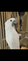 Cockatoo Birds for sale in Orlando, FL, USA. price: NA