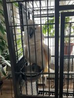 Cockatoo Birds for sale in Paulsboro, NJ 08066, USA. price: NA