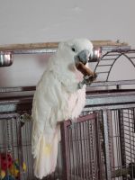 Cockatoo Birds for sale in Wantagh, NY, USA. price: NA