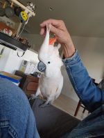 Cockatoo Birds for sale in Goodyear, AZ, USA. price: NA