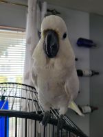 Cockatoo Birds for sale in Jamaica, Queens, NY, USA. price: $1,800