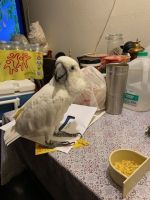 Cockatoo Birds for sale in Concord, CA, USA. price: $4,500