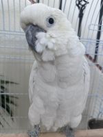 Cockatoo Birds for sale in Las Vegas, NV 89138, USA. price: $3,500
