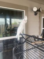 Cockatoo Birds for sale in Cypress, TX 77433, USA. price: $3,000